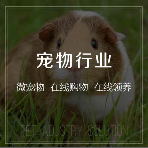 泰安宠物